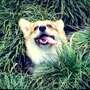 Corgi Zero